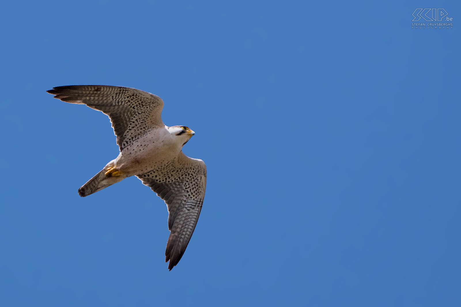Bale Mountains - Sanetti - Lanner falcon (Falco biarmicus) Stefan Cruysberghs